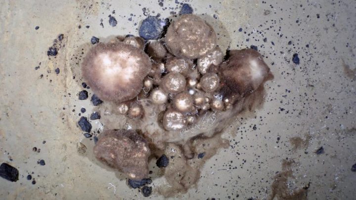 Criaturas com “aparência alienígena” são encontradas nas profundezas do Ártico