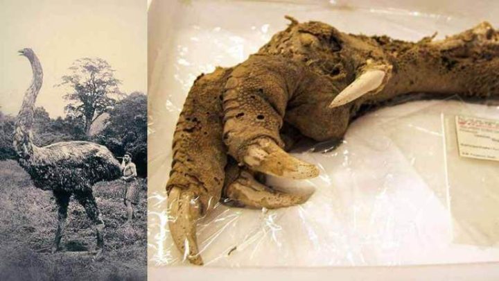 A misteriosa descoberta de uma garra gigante com 3.300 anos feita na nova Zelândia
