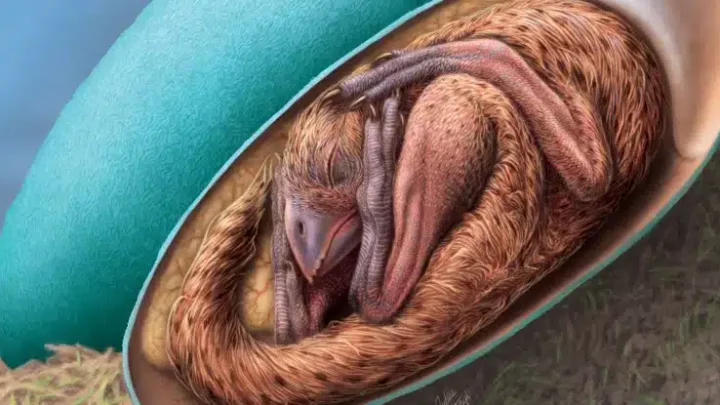 Fóssil incrível de bebê dinossauro encolhido em seu ovo revela novas evidências evolucionárias