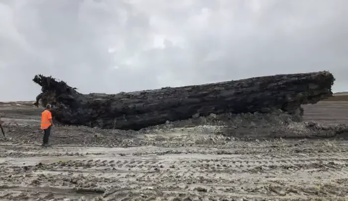Um enorme tronco de 60 toneladas com mais de 40.000 anos foi encontrado num pântano na Nova Zelândia. Pode ajudar a resolver o maior quebra-cabeça do mundo