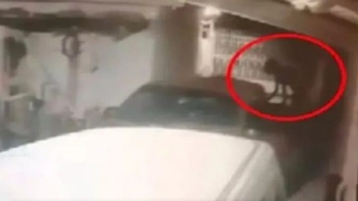 “Metamorfo” ou originalmente “Shapeshifter” Capturado por Câmera de Segurança no México