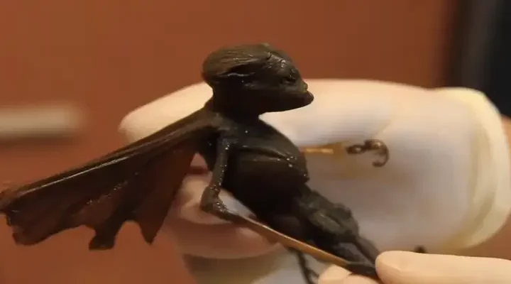 Ela é uma fada autêntica? Testes de raios X e DNA confirmaram que não se trata de uma espécie terrestre