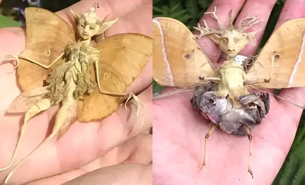 Descoberta mística: criatura ‘fada’ filmada no pátio do México – Um encontro mágico