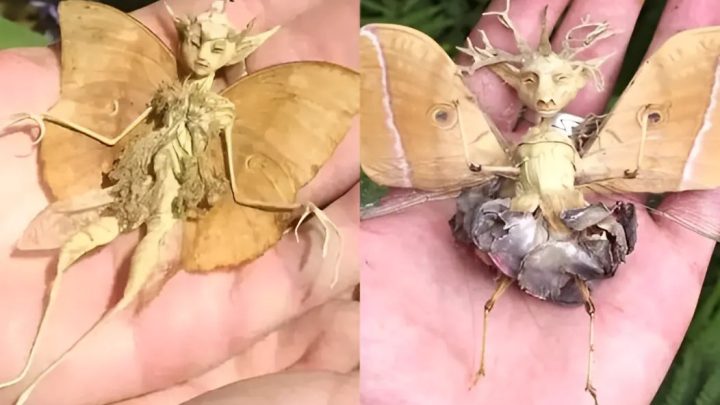 Descoberta mística: criatura ‘fada’ filmada no pátio do México – Um encontro mágico