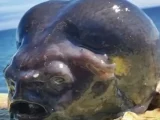 Pescador de águas profundas descobre criatura alienígena das profundezas